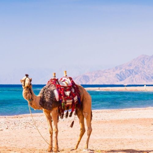 Отдых в Египте с отелями «всё включено» на Красном море